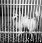 Lata 60., prawdopodobnie Warszawa, Polska.
Fotografia wykonana najprawdopodobniej w Instytucie Biologii Doświadczalnej im. M. Nenckiego PAN, utworzonym w 1918, przy ulicy Ludwika Pasteura 3. Na zdjeciu pies w boksie za kratą.
Fot. Irena Jarosińska, zbiory Ośrodka KARTA