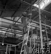 1954, Józefów, Polska.
Mazowieckie Zakłady Przemysłu Drożdżowego, n/z hala produkcyjna.
Fot. Irena Jarosińska, zbiory Fundacji Ośrodka KARTA