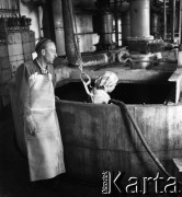 1954, Józefów, Polska.
Mazowieckie Zakłady Przemysłu Drożdżowego, n/z Władysława Wrzesińska przy myciu kadzi na hali produkcyjnej.
Fot. Irena Jarosińska, zbiory Fundacji Ośrodka KARTA