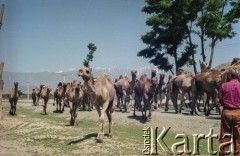 1992, Kabul, prowincja Kabul, Afganistan.
Pędzenie stada dromaderów. W oddali widoczne szczyty gór Hindukusz.
Fot. Irena Jarosińska, zbiory Ośrodka KARTA