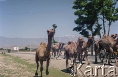 1992, Kabul, prowincja Kabul, Afganistan.
Pędzenie stada dromaderów. W oddali widoczne szczyty gór Hindukusz.
Fot. Irena Jarosińska, zbiory Ośrodka KARTA