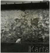 Brak daty, Polska.
Pies na tle ściany budynku.
Fot. Irena Jarosińska, zbiory Ośrodka KARTA