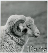 Brak daty, Polska.
Baran.
Fot. Irena Jarosińska, zbiory Ośrodka KARTA