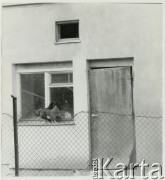 Lata 60. lub 70., Polska.
Kury w oknie domku.
Fot. Irena Jarosińska, zbiory Ośrodka KARTA