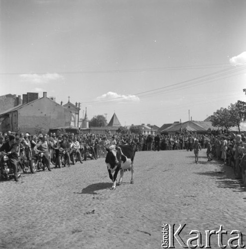 Maj 1958, Siedlce, Polska.
Mieszkańcy miasta oczekują na przejazd uczestników Motorowego Rajdu Przyjaźni - Moskwa-Warszawa-Moskwa. Na pierwszym planie krowa idąca środkiem ulicy.
Fot. Romuald Broniarek, zbiory Ośrodka KARTA