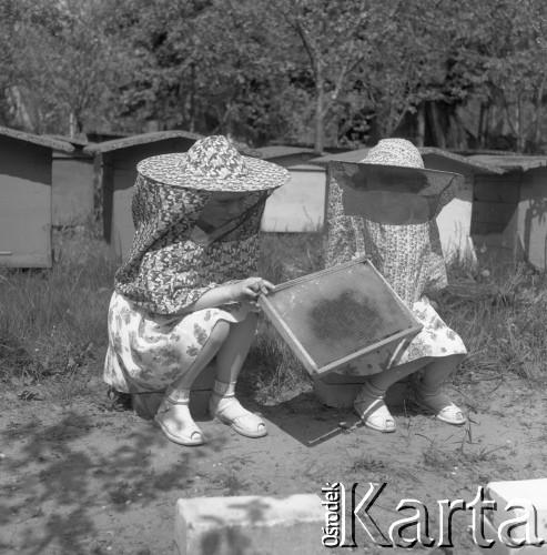 Kwiecień 1959, Podkowa Leśna, Polska. 
Dwie dziewczynki w kapeluszach ochronnych trzymają ramkę z ula, w tle pasieka.
Fot. Romuald Broniarek, zbiory Ośrodka KARTA