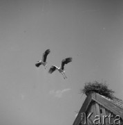 Maj 1956, Mazury, Polska.
Dwa bociany podrywające się z gniazda do lotu.
Fot. Romuald Broniarek, zbiory Ośrodka KARTA