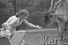 Czerwiec 1976, Warszawa, Polska.
Ogród Zoologiczny, kobieta wyciągająca rękę do gazeli.
Fot. Romuald Broniarek/KARTA