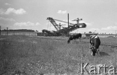 Czerwiec 1960, Turoszów, Polska.
Koparka wydobywa węgiel brunatny w kopalni odkrywkowej. Na pierwszym planie pasą się krowy.
Fot. Romuald Broniarek/KARTA