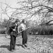 Kwiecień 1961, Skierniewice, Polska.
Dwaj uczniowie opryskują drzewa owocowe w sadzie.
Fot. Romuald Broniarek/KARTA