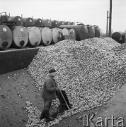 Grudzień 1964, Warka, Polska.
Wytwórnia win i koncentratów owocowych - transport jabłek.
Fot. Romuald Broniarek/KARTA