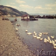 Sierpień 1967, Jugosławia
Przeprawa promowa przez rzekę, na pierwszym planie stado gęsi.
Fot. Romuald Broniarek/KARTA