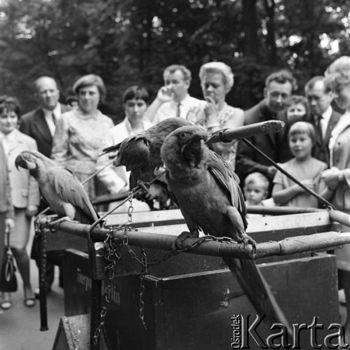 Wrzesień 1967, Berlin, Niemiecka Republika Demokratyczna (NRD)
Grupa osób stoi obok wózka z papugami.
Fot. Romuald Broniarek/KARTA
