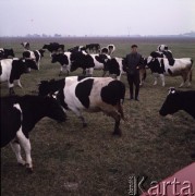 1968, Leszno k/Warszawy, Polska.
Krowy na łace Państwowego Gospodarstwa Rolnego.
Fot. Romuald Broniarek/KARTA