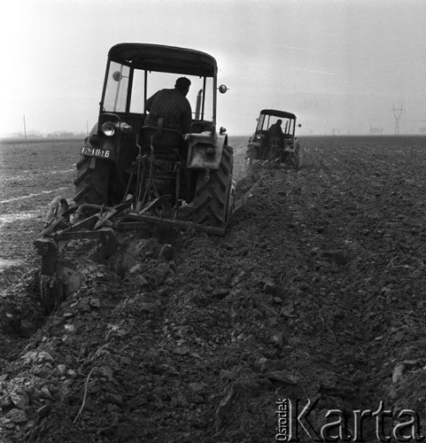 1968, Leszno k/Warszawy, Polska.
Jesienne prace na polach Państwowego Gospodarstwa Rolnego - traktory podczas orki.
Fot. Romuald Broniarek/KARTA
