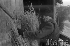 Luty 1969, brak miejsca, Lubelszczyzna, Polska.
Mężczyzna ze snopkiem zboża stoi przed stodołą.
Fot. Romuald Broniarek/KARTA