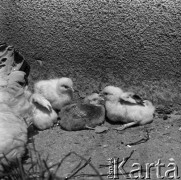 1972, Brwinów, Polska.
Kurczęta.
Fot. Romuald broniarek, zbiory Ośrodka KARTA