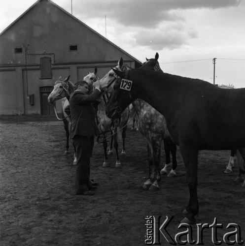 1973, Łąck, Polska.
Aukcja koni.
Fot. Romuald Broniarek, zbiory Ośrodka KARTA