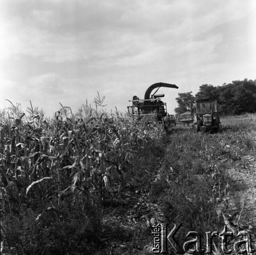 1973, Węgry.
Pole kukurydzy.
Fot. Romuald Broniarek, zbiory Ośrodka KARTA
