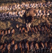 1973, Czechosłowacja.
Polowanie na bażanty i zające.
Fot. Romuald Broniarek, zbiory Ośrodka KARTA
