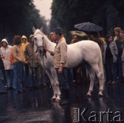 1974, Janów Lubelski, Polska.
Stadnina koni.
Fot. Romuald Broniarek, zbiory Ośrodka KARTA