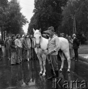 1974, Janów Lubelski, Polska.
Stadnina koni.
Fot. Romuald Broniarek, zbiory Ośrodka KARTA