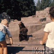 1975, Warszawa, Polska.
Niedźwiedź w Miejskim Ogrodzie Zoologicznym.
Fot. Romuald Broniarek, zbiory Ośrodka KARTA