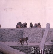 1975, Warszawa, Polska.
Małpy w Miejskim Ogrodzie Zoologicznym.
Fot. Romuald Broniarek, zbiory Ośrodka KARTA