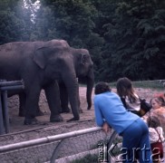 1975, Warszawa, Polska.
Słonie w Miejskim Ogrodzie Zoologicznym.
Fot. Romuald Broniarek, zbiory Ośrodka KARTA