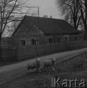 1979, Dąbrówka Wielka, Polska.
Owce.
Fot. Romuald Broniarek, zbiory Ośrodka KARTA