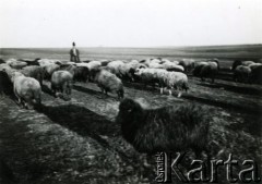 1939-1941, Rumunia.
Pasterz i stado owiec.
Fot. Zbigniew Suchodolski, zbiory Ośrodka KARTA