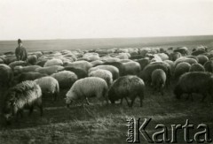 1939-1941, Rumunia.
Pasterz i stado owiec.
Fot. Zbigniew Suchodolski, zbiory Ośrodka KARTA