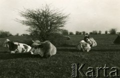 1939-1941, Rumunia.
Bydło na pastwisku.
Fot. Zbigniew Suchodolski, zbiory Ośrodka KARTA