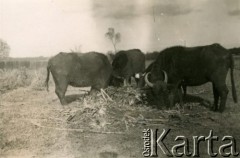 1939-1941, Rumunia.
Byki na pastwisku.
Fot. Zbigniew Suchodolski, zbiory Ośrodka KARTA