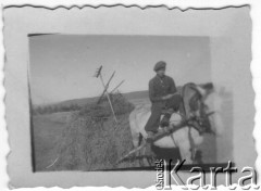 Lato 1941, Ammała, rejon Kozulski, Krasnojarski Kraj, ZSRR.
Sianokosy w kołchozie 