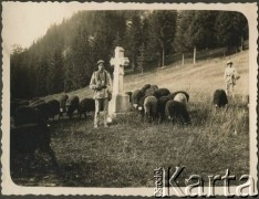 Przed 1939, prawdopodobnie Czarnohora, Polska.
Huculi wypasający owce.
Fot. NN, zbiory Ośrodka KARTA