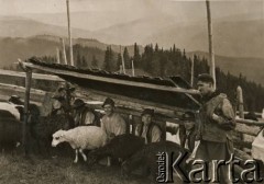 Przed 1939, prawdopodobnie Czarnohora, Polska.
Dojenie owiec na Skupowej w Czarnohorze.
Fot. NN, zbiory Ośrodka KARTA