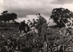 Lata 40-te, Szkocja, Anglia.
Polskie Siły Zbrojne na Zachodzie - żołnierze podczas pracy na polu uprawnym. Na drugim planie widoczne są kobiety wkładające warzywa do worków. Podpis na odwrocie: 