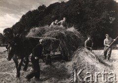 Lata 40-te, Szkocja, Anglia.
Polskie Siły Zbrojne na Zachodzie - żołnierze pomagają w zbiórce siana. Widoczny jest również koń i wóz z sianem, na którym znajdują się kobiety. Podpis na odwrocie: 