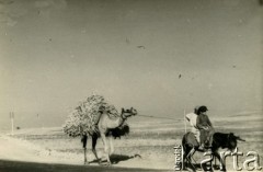 Sierpień 1940, Latrun, Palestyna.
Arabowie jadą na ośle, ciągnąc za sobą objuczonego wielbłąda. Oryginalny podpis na odwrocie fotografii: 