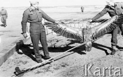 1943, Irak.
Dwaj polscy żołnierze trzymają martwego sępa.
Fot. Czesław Dobrecki, zbiory Ośrodka KARTA, Pogotowie Archiwalne [PAF_015], przekazał Krzysztof Dobrecki
