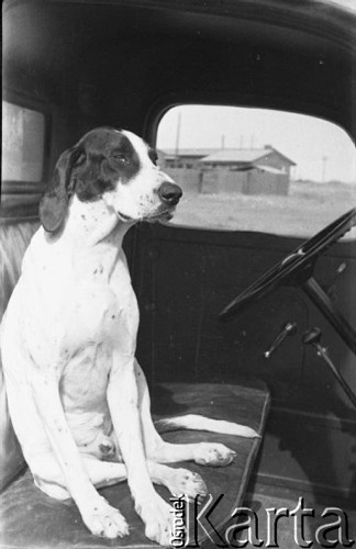 1942-1943, brak miejsca.
Pies siedzący w kabinie ciężarówki.
Fot. Czesław Dobrecki, zbiory Ośrodka KARTA, Pogotowie Archiwalne [PAF_015], przekazał Krzysztof Dobrecki
