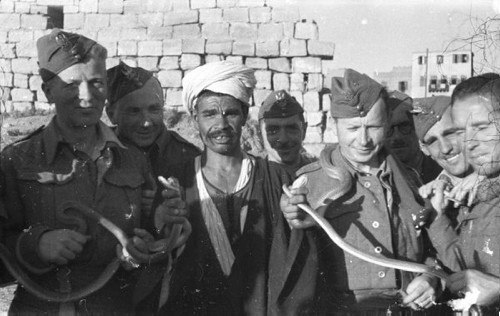Luty 1942, Egipt.
Polscy żołnierze trzymający węże.
Fot. Czesław Dobrecki, zbiory Ośrodka KARTA, Pogotowie Archiwalne [PAF_015], przekazał Krzysztof Dobrecki