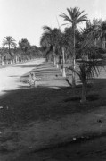 1941-1942, Egipt.
Alejka w parku.
Fot. Czesław Dobrecki, zbiory Ośrodka KARTA, Pogotowie Archiwalne [PAF_015], przekazał Krzysztof Dobrecki