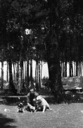 1942-1943, Bliski Wschód.
Czesław Dobrecki z psami.
Fot. NN, zbiory Ośrodka KARTA, Pogotowie Archiwalne [PAF_015], przekazał Krzysztof Dobrecki