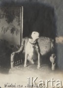 1910, Wiedeń, Austro-Węgry.
Z albumu Zofii i Tadeusza Rittnerów ze zdjęciami amatorskimi robionymi przez nich. Pies Rittnerów - 