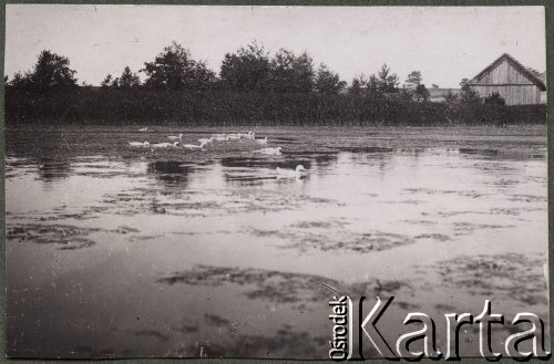 1920-1939, Polska.
Pływające po stawie kaczki, w oddali widoczne są zabudowania wiejskie.
Fot. NN, zbiory Ośrodka KARTA, udostępniła Joanna Majewska