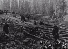 1931-1933, Kanał Białomorski, ZSRR.
Wycinka drzew na potrzeby budowy Kanału Białomorskiego.
Fot. NN, zbiory Ośrodka KARTA
