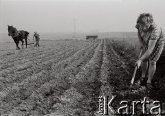 1976, Ruda Śląska (okolice), Polska.
Rolnicy pracujący w polu.
Fot. Joanna Helander, zbiory Ośrodka KARTA
