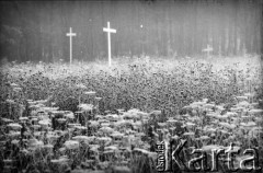 1988, Oświęcim, Polska.
KL Auschwitz Birkenau. Łąka. Krzyże. W tle las.
Fot. Piotr Dylik, zbiory Ośrodka KARTA